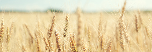 Wheat CFD Trading - Trade Soft Commodities at AvaTrade